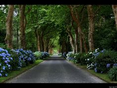 the road is lined with blue flowers and trees