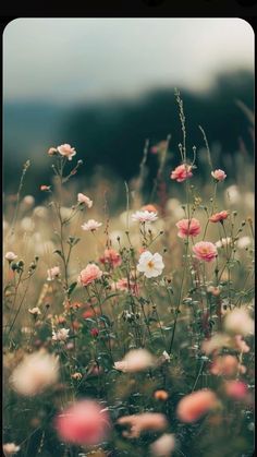 a field full of pink and white flowers