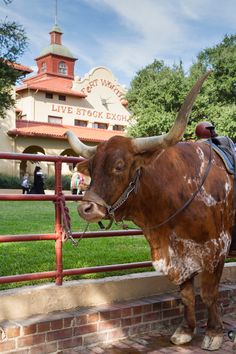 a man riding on the back of a brown and white cow in front of a building