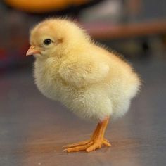 a small yellow chicken standing on top of a wooden floor