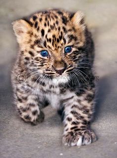 a small leopard cub with blue eyes walking across a cement ground in front of the camera