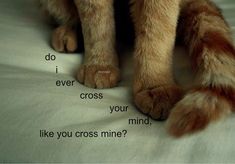 a close up of a cat's paw with words written on it that read do i ever cross your mind, like you cross mine?