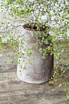 a potted plant sitting on top of a wooden table