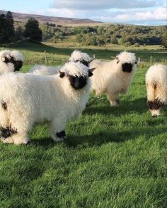 four sheep standing in the grass near each other