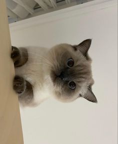 a siamese cat is peeking out from behind a wall