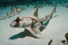 a group of fish swimming on top of a sandy ocean floor