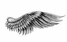 an artistic black and white drawing of wings