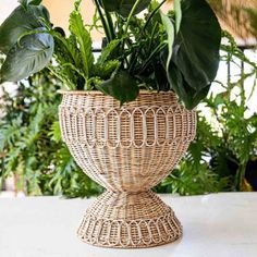 a potted plant sitting on top of a table next to other plants and greenery