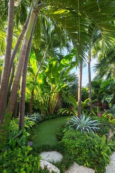 a lush tropical garden with lots of trees and plants