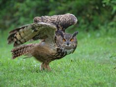 two owls are standing in the grass with their wings spread