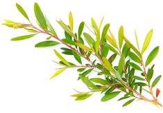 Tea Tree Oil is an essential oil steam-distilled from the leaves of the Melaleuca alternifolia plant. This essential oil is clear with a strong characteristic aroma. Tea Tree oil is used in a wide-range of cosmetic and industrial applications. Cosmetic products formulated with tea tree oil include body lotions, moisturizers, shampoos and conditioners, facial cleansers, mouth washes, hand and foot sprays and powders. Tea Tree oil is believed to have antibacterial properties but should be used wit Mosquito Deterrent, Simply Orange, Tea Health Benefits, Essential Oils For Skin, Natural Antibiotics, Tea Benefits, Melaleuca Alternifolia, Facial Cleansers, Body Lotions