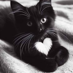 a black and white cat laying on top of a blanket