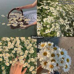 four different pictures with daisies in them