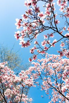 pink flowers are blooming on the branches of trees