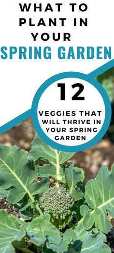 Black and teal text "what to plant in your spring garden- 12 Veggies that will thrive in your spring garden" - Image baby green broccoli plant growing in brown soil Spring Planting Vegetables, Garden Prep For Spring, What To Plant In March, Spring Planting Guide, Spring Garden Ideas, Seasonal Gardening, Spring Produce, Growing Organic Vegetables