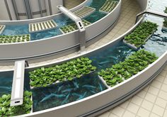 an artistic rendering of a water garden with plants growing in the center and steps leading up to it