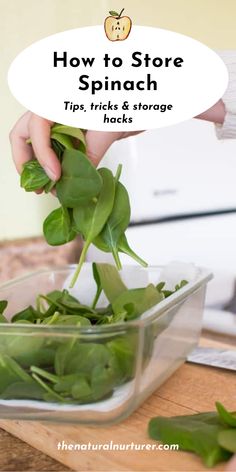 spinach is being sprouted in a bowl with the words how to store spinach tips, tricks & storage hacks