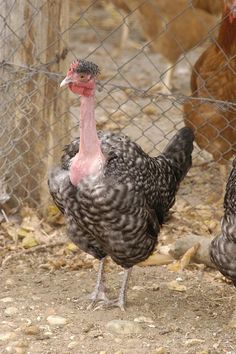 two black and white chickens standing next to each other in front of a chain link fence