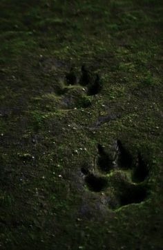 an animal's paw prints in the grass at night