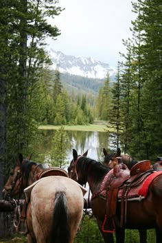 three horses standing next to each other in front of a lake with mountains in the background