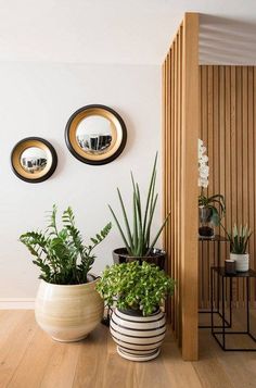 three potted plants sitting next to each other in front of two mirrors on the wall