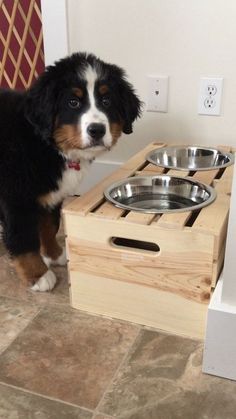 a black and white dog standing next to a wooden crate with two bowls on it