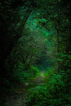 a path in the middle of a green forest