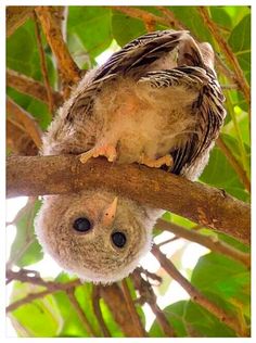 two baby owls sitting on top of a tree branch