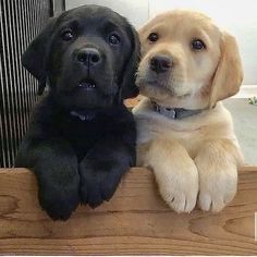 two puppies are sitting next to each other on a wooden bench looking at the camera