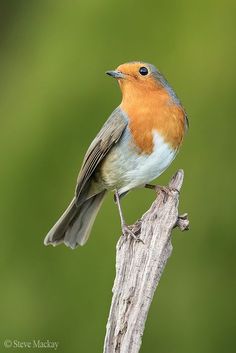 a small bird sitting on top of a wooden branch with its beak open and eyes closed