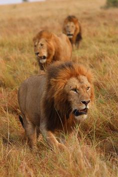 three lions are walking through the tall grass