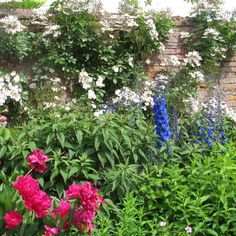 the garden is full of colorful flowers and greenery