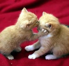 two kittens are playing with each other on a red blanket and one is touching its face