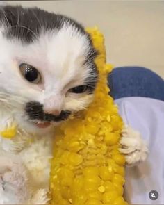 a black and white cat is holding a corn on the cob with it's face