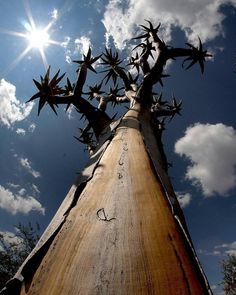 the sun shines brightly behind a tall metal structure with trees growing out of it