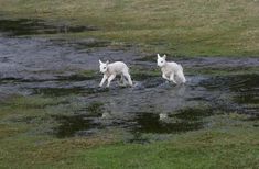 two white goats are running through the water together in an open field with green grass