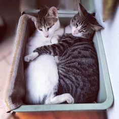 two cats are laying in a box together