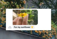 a person's hand holding a yellow flower with the text for my sunflower