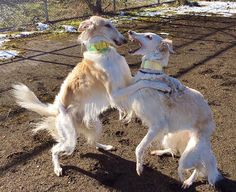 two dogs playing with each other in the dirt