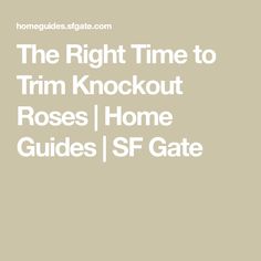 the right time to trim knockout roses / home guides [ ssf gate ]