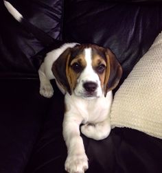 a brown and white dog laying on top of a black couch next to a pillow