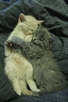 two cats cuddle together on a blanket