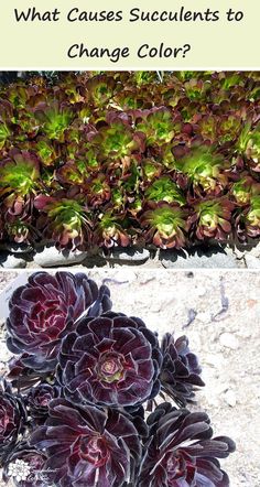 an image of some plants that are in the ground with text overlay saying what cause succulents to change color?