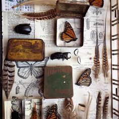 an image of butterflies and other things on the wall with text that reads, this drawer display from melbourne shop owner the naturalist makes me