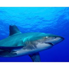 Close-up side view of an oceanic whitetip shark Poster Print by Brent Barnes/Stocktrek Images Image 1 Shark Posters, Whitetip Shark, Shark Poster, Fine Arts Posters, Side View, Paper Stock, Fine Art Print, Posters Art Prints, Vivid Colors