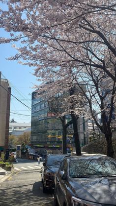 cars are parked on the side of the road under blossoming trees in front of buildings