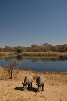 two rhinos grazing on dry grass next to a body of water