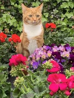 an orange and white cat is sitting in the middle of some colorful flower bushes with red, purple, and pink flowers