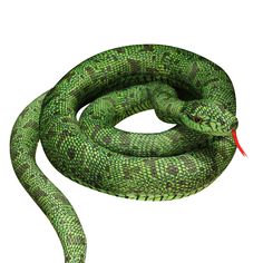 a green snake on a white background