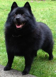 a large black dog standing on top of a lush green grass covered park next to a stone wall